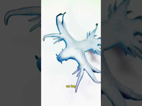 Never EVER touch this RARE OCEAN ANIMAL!