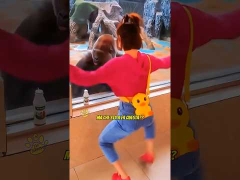 Il gorilla non crede ai suoi occhi (FABBIO) 🦍#shorts
