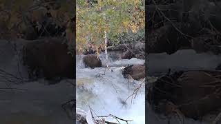 Mountain rivers. Eternal Love - Water and Stone. #Shorts