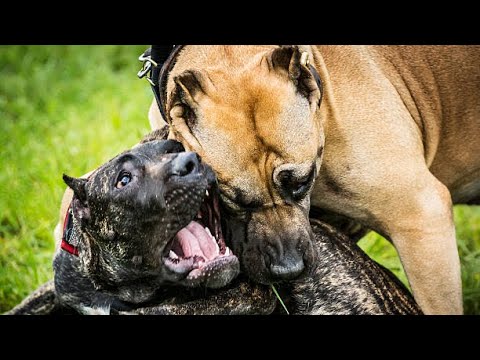 How to Socialize Your Pit Bull with Other Breeds!