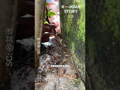 Membuat Pohon Liar Menjadi Bonsai