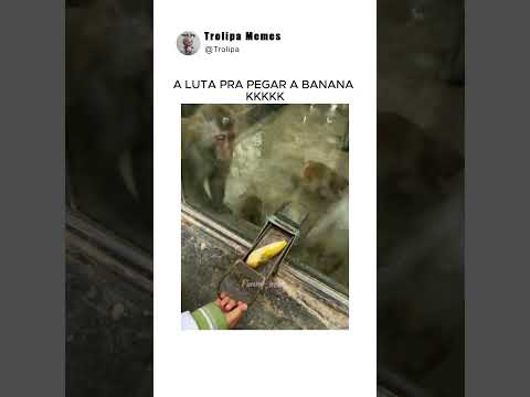 macacos tentando pegar a banana 😂 #funnyvideos #meme