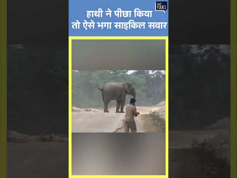 Viral | हाथी ने पीछा किया तो ऐसे भगा साइकिल सवार | #shorts