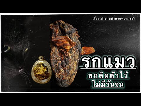 รกแมว พกติดตัวไว้ไม่มีจน (และวิธีการบูชาให้ได้ผล)