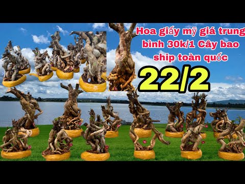 Báo giá 22/2 Phôi hoa giấy mỹ bonsai giá siêu rẻ bao ship giao lưu toàn quốc / Trung Hiếu