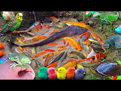 Amazing! Saya menangkap ikan hias yang cantik dikolam misterius, ikan lele, ikan koi, ikan cupang