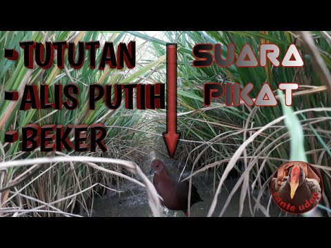Suara Pikat Ampuh Burung Beker|Tututan|Alis putih.