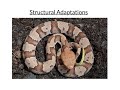 Copperhead Snake Adaptations and Functions