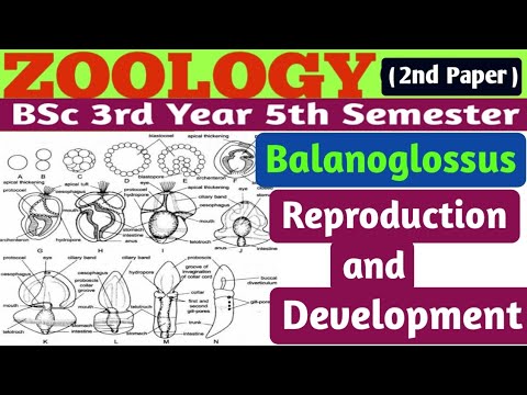 Reproduction and Development in Balanoglossus/Balanoglossus Larval Development//Tornaria Larva