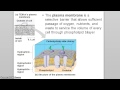 Exploring Cells and Cell Organelles