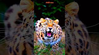 সেখানে আমিও নাই #shorts #lion @tigercrychannel @sgtiger @wloltigerlolw2 @SadikTigerkbuatr