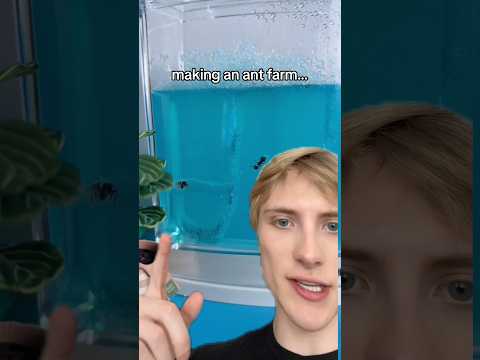 MAKING AN ANT FARM #antfarm