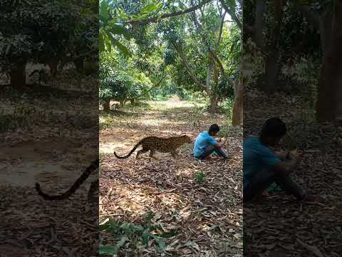 Tiger ?? #animal #peacock #shortsviral #trending #tiger #tigertiger #shortvideos