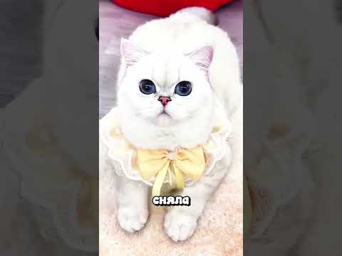 КОШКА ВЫБРОСИЛА ЭТО В ЛОТОК, А ХОЗЯЙКА НЕ ПОНЯЛА ПОЧЕМУ 😨🐱 #животные #милыеживотные