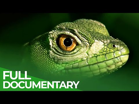 YouTube video thumbnail: Panama & Costa Rica: Tropical Natural Paradise