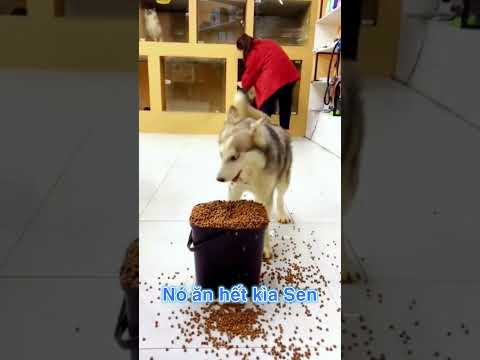 Nghèo là vì lý do này | Unbelievable!!! #funny #pets #dog #animals #cute #hàihước