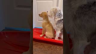 Teddy pulled the wildest shenanigans on his baby sister!