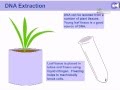 DNA Extraction Techniques and Processes
