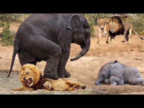 Mother Elephant Attacks Lion Family To Avenge Her Child And The Unexpected Ending