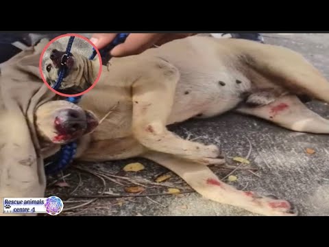 We Rescued a Homeless Dog, And Now He's !?