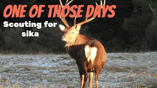 One Of Those Days Sika Scouting 2026