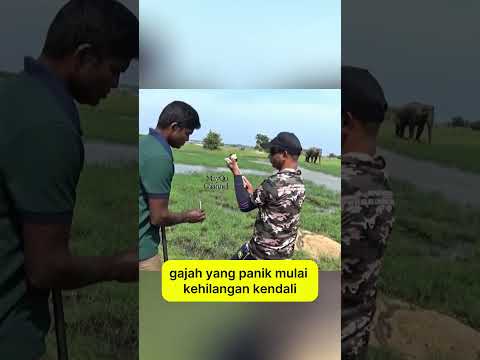 "Benjolan Misterius di Kaki Gajah, Apa Isinya?"