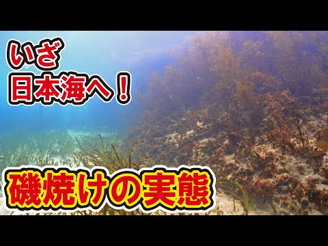 日本海でも海藻アカモクが激減！？最強寒波で雪降る兵庫の海へ！