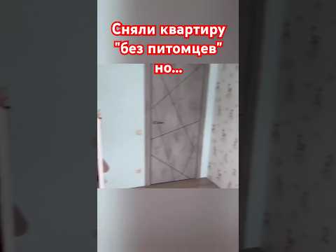 Когда хозяин не вовремя 😳😂