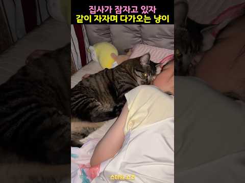 집사 혼자자고 있으면 일어나는 일