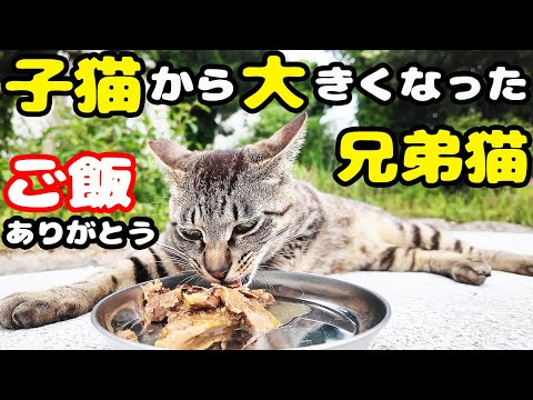 人懐っこいタイガくんと人見知りなトラくんにご飯をあげると・・・ 子猫から大きくなった兄弟猫 さくらねこたちへのエサやり 癒され野良猫動画