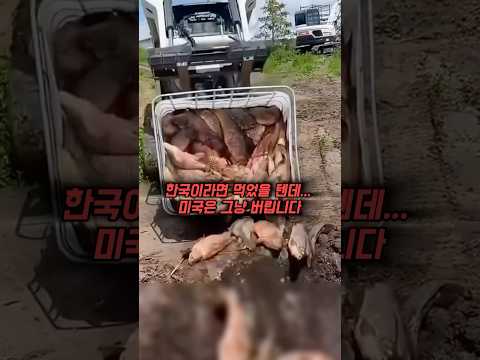 한국에선 보양식, 미국에선 비료