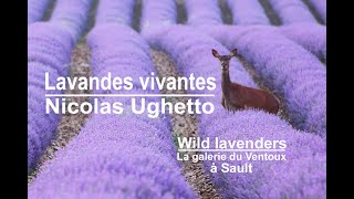 Lavandes vivantes et sauvages...  au Pays de Sault et du Ventoux
