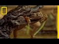 Mugger Crocodiles in Yala National Park
