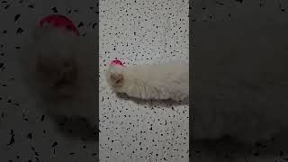 pawkie naglaro sa kanyang bola. please watching and comments and like bellow.my YouTube chanel