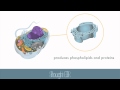Cell Structure and Function Concepts