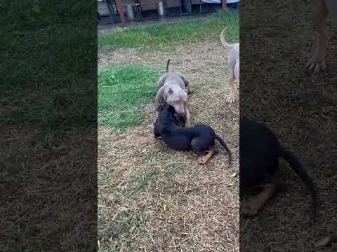 Pitbull snatches Rottweiler ear right off OMG ??? #nbf #nbfkennel #pitbull #puppy #dog #puppies
