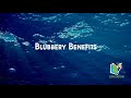 Blubber and Marine Mammal Adaptations