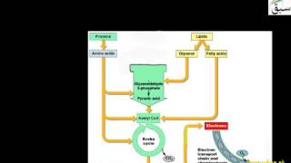 Cellular Respiration of Fats and Proteins