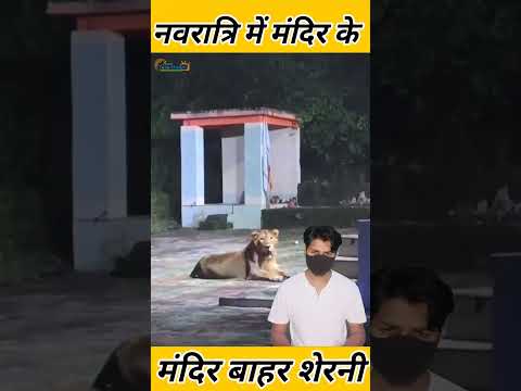 नवरात्रि में मंदिर के बाहर रखवाली कर रही थी शेरनी? #maadurga #aajkatazakhabar