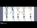 Pulley Systems and Levers Concepts