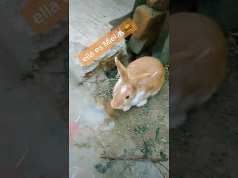les presento a mis conejos🐰🐰🐰🐰