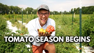 Harvest Season is here - We Harvested BUCKETS of Rare Tomatoes! 