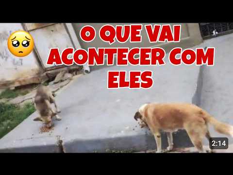 Olha o que essa nova lei vai fazer com nossos animais e os de rua