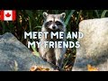 Canadian Wildlife and Safety Awareness