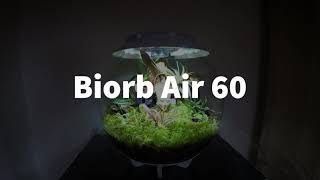Biorb Air 60 Carnivorous Plant Terrarium Setup - Naturescape Hardscape