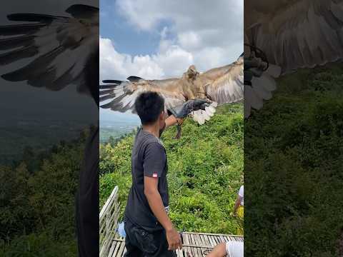 Melatih elang wbse bomerang perdana di puncak gunung waru #burung #elang #wbse
