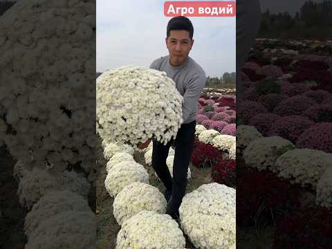 #uzbekistan #fruit #toshkent #garden #fargonamashinabozorinarxlari
