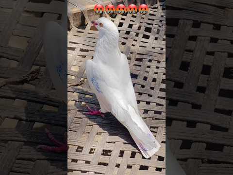out of cantrol low flyer pigeons landing temperature 47