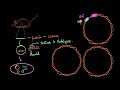 Gene Cloning and Vector Functions