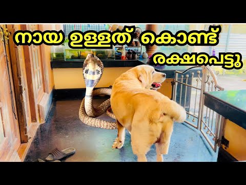 പാമ്പിന്റെ കടിയിൽ നിന്നും വീട്ടുകാരെ രക്ഷിച്ച നായ,യുദ്ധം എന്നാൽ ഇതാണ് യുദ്ധം,,,#shihabchelarivlogs